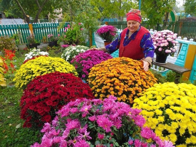 Выращивание садовых хризантем: выбор сорта, посадка, уход