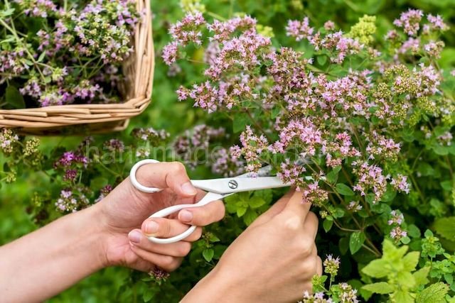 Заготовка душицы: сбор, сушка, хранение
