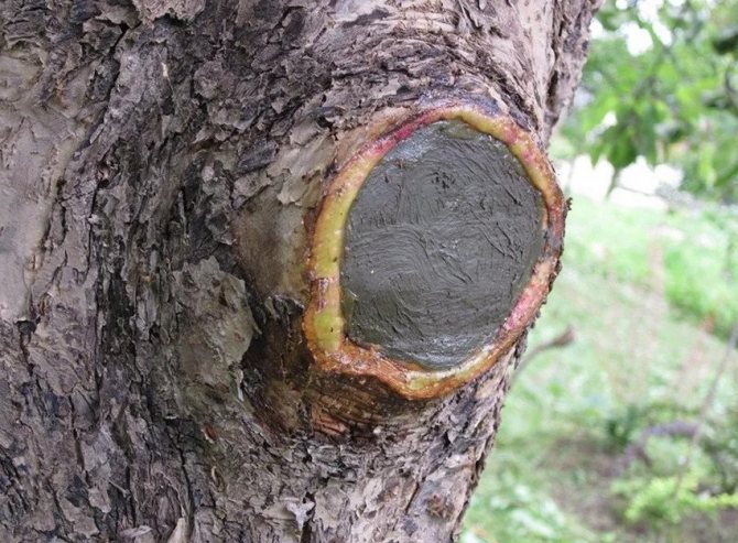 Замазывание среза на яблоне
